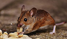 24 Hour & Emergency Exterminators in Oliver Spgs, TN